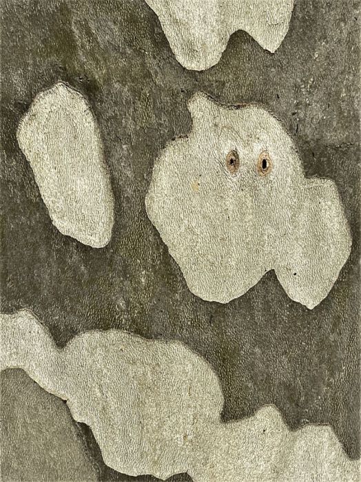 Detail-Makroaufnahme einer Platanen-Rinde in Farbe, aufgenommen von Thomas Pfister