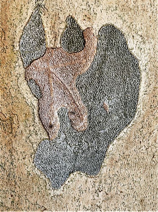 Detail-Makroaufnahme einer Platanen-Rinde in Farbe, aufgenommen von Thomas Pfister