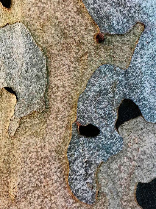 Detail-Makroaufnahme einer Platanen-Rinde in Farbe, aufgenommen von Thomas Pfister