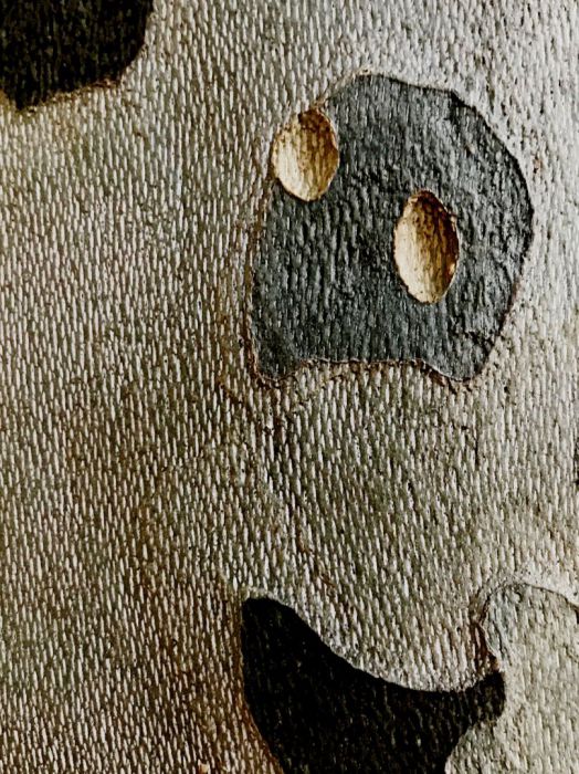 Detail-Makroaufnahme einer Platanen-Rinde in Farbe, aufgenommen von Thomas Pfister