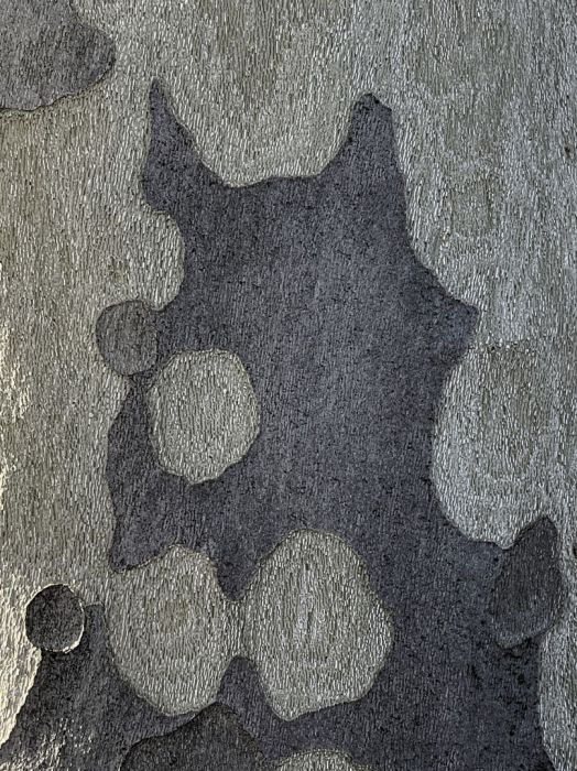 Detail-Makroaufnahme einer Platanen-Rinde in Farbe, aufgenommen von Thomas Pfister