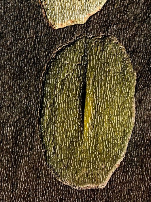 Detail-Makroaufnahme einer Platanen-Rinde in Farbe, aufgenommen von Thomas Pfister