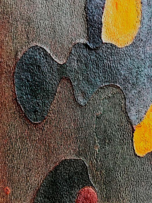 Detail-Makroaufnahme einer Platanen-Rinde in Farbe, aufgenommen von Thomas Pfister