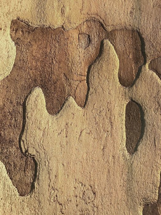Detail-Makroaufnahme einer Platanen-Rinde in Farbe, aufgenommen von Thomas Pfister