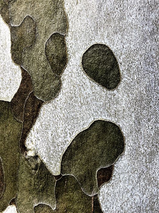 Detail-Makroaufnahme einer Platanen-Rinde in Farbe, aufgenommen von Thomas Pfister