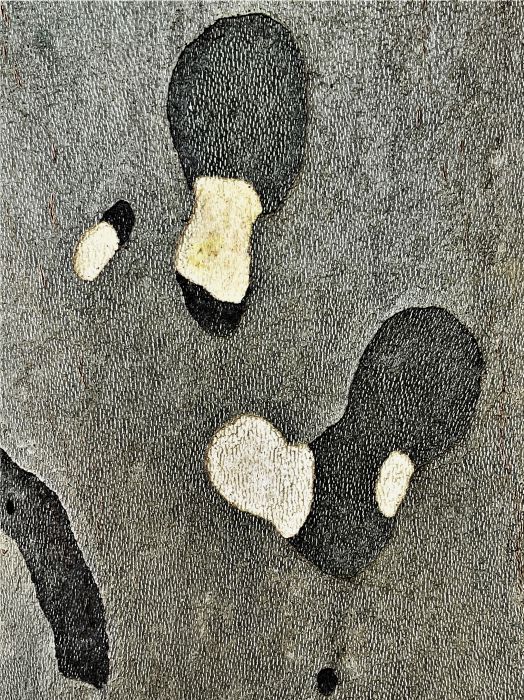 Detail-Makroaufnahme einer Platanen-Rinde in Farbe, aufgenommen von Thomas Pfister