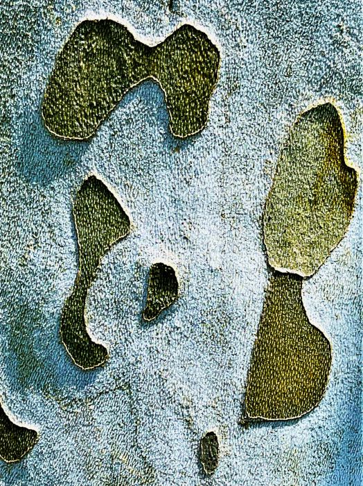 Detail-Makroaufnahme einer Platanen-Rinde in Farbe, aufgenommen von Thomas Pfister