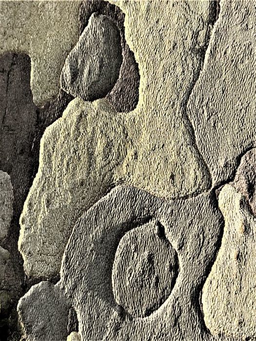 Detail-Makroaufnahme einer Platanen-Rinde in Farbe, aufgenommen von Thomas Pfister