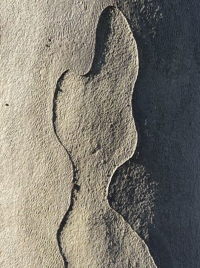 Detail-Makroaufnahme einer Platanen-Rinde in Farbe, aufgenommen von Thomas Pfister