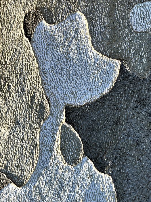 Detail-Makroaufnahme einer Platanen-Rinde in Farbe, aufgenommen von Thomas Pfister