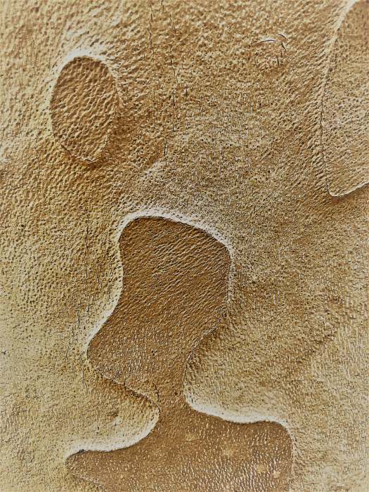 Makroaufnahme einer Platanen-Rinde Fotografie Thomas Pfister