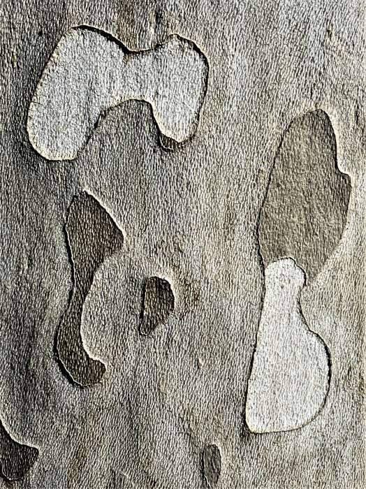 Detail-Makroaufnahme einer Platanen-Rinde in Farbe, Fotografie Thomas Pfister