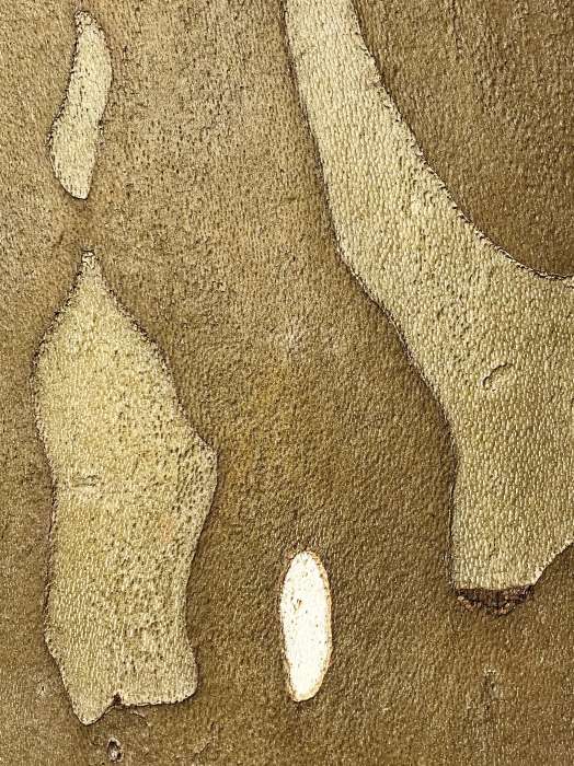 Detailreiche Makroaufnahme der Rinde einer Platane in sepia, Fotografie Thomas Pfister