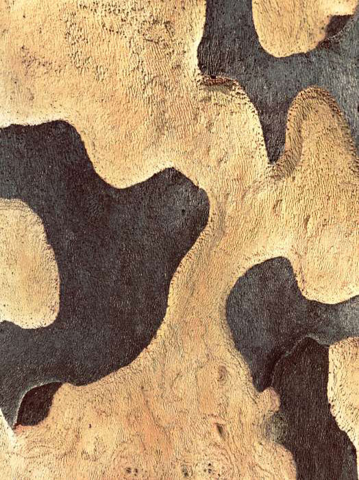 Detailreiche Makroaufnahme der Rinde einer Platane in sepia, Fotografie Thomas Pfister