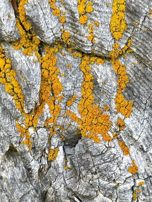 Fotografie von ockerfarbigen Flechten, aufgenommen von Thomas Pfister