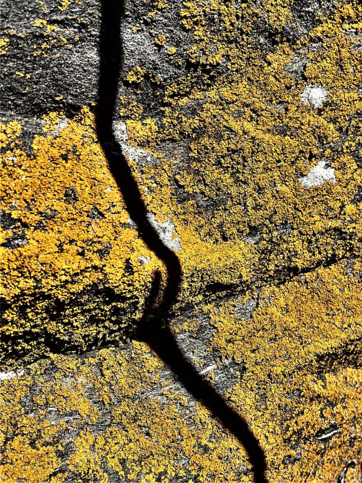 Fotografie von ockerfarbigen Flechten, aufgenommen von Thomas Pfister