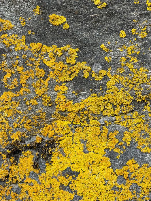 Fotografie von ockerfarbigen Flechten, aufgenommen von Thomas Pfister