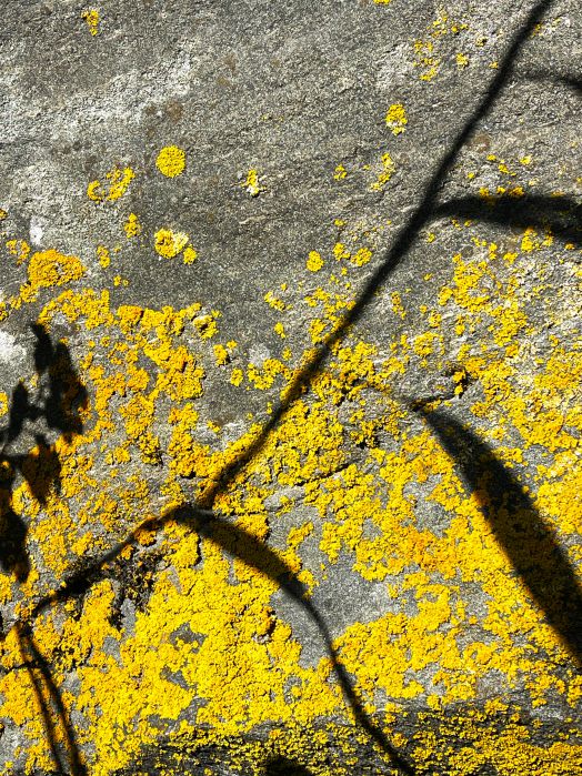 Fotografie von ockerfarbigen Flechten, aufgenommen von Thomas Pfister