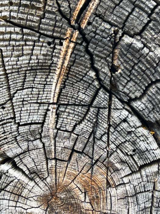 Sonnengegerbter Querschnitt von Holzstamm mit Harzeinschluss, Fotografie Thomas Pfister