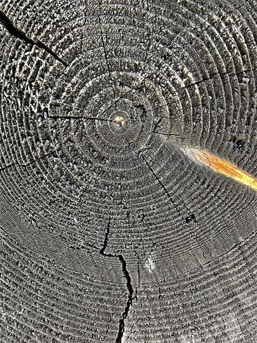 Sonnengegerbter Querschnitt von Holzstamm mit Harzeinschluss, Fotografie Thomas Pfister