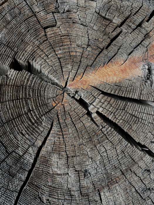 Sonnengegerbter Querschnitt von Holzstamm mit Harzeinschluss, Fotografie Thomas Pfister