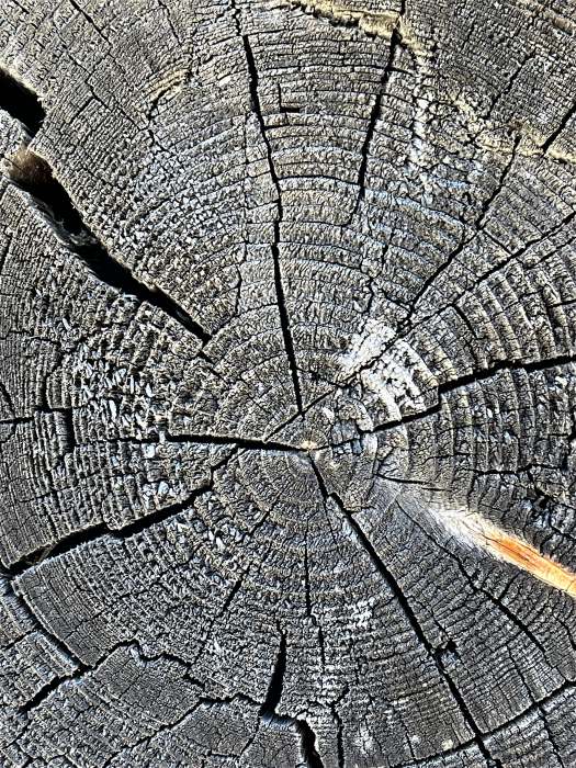 Sonnengegerbter Querschnitt von Holzstamm mit Harzeinschluss, Fotografie Thomas Pfister