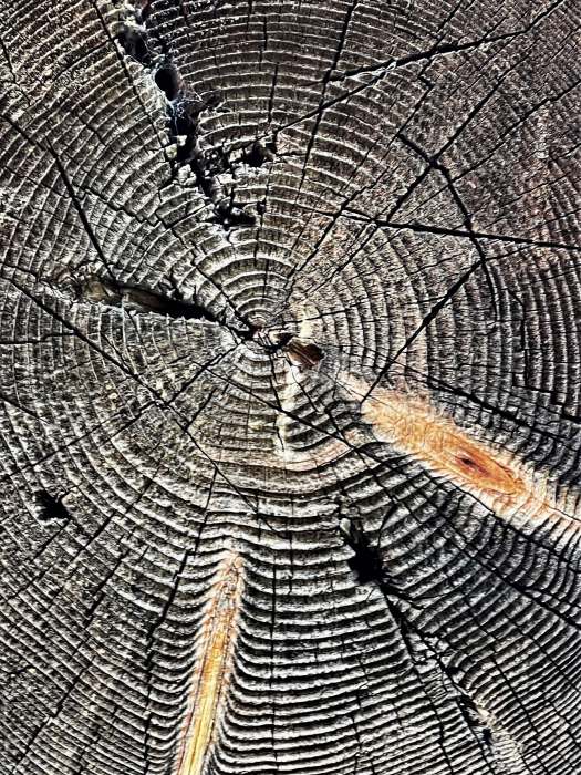 Sonnengegerbter Querschnitt von Holzstamm mit Harzeinschluss, Fotografie Thomas Pfister
